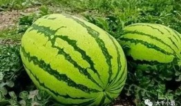 镭塔吃瓜墙,揭秘虚拟世界中的热门话题与趣味瞬间