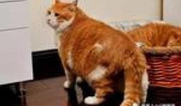 猫咪吃瓜吃吐了怎么回事,探究猫咪吃瓜后呕吐的原因及应对措施