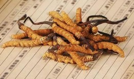 茅茅虫吃瓜,一场生态与自然的和谐交响