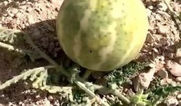 沙漠直播吃瓜,直播中的瓜果盛宴