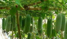 qg老林事件吃瓜,一场电竞圈的“瓜”界风云