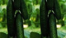 梦见我吃小瓜,揭秘我吃小瓜的神秘寓意