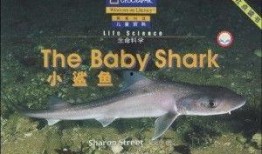 吃瓜小粉鲨,揭秘娱乐圈幕后故事