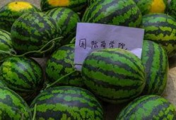 女孩给你发吃瓜,揭秘女孩朋友圈的神秘“吃瓜”事件