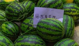 女孩给你发吃瓜,揭秘女孩朋友圈的神秘“吃瓜”事件