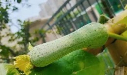 百瓜怎么吃,百瓜多味食法大盘点