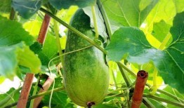 在云南吃瓜,探寻云南特色瓜果之旅