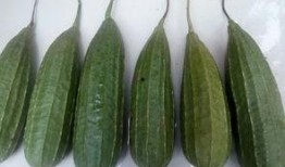 谢谢哥哥吃瓜,共享瓜果时光