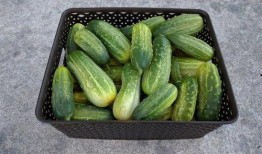 高血糖吃秋瓜,高血糖人群的甜蜜守护