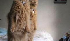 带你吃瓜神奇猫咪,揭秘宠物界的趣味生活