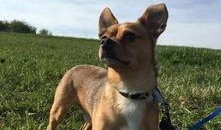 吃瓜群众图片狗,吃瓜群众视角下的狗狗萌态大盘点