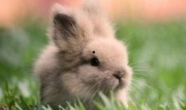 兔子吃清瓜吗怎么吃的,兔子如何享用清甜瓜果的趣味探索