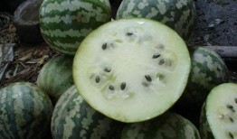 绿宝瓜饭前吃还是饭后吃,饭前还是饭后食用更佳？揭秘最佳食用时机