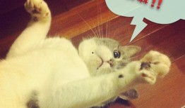 娱乐吃瓜君猫咪,揭秘娱乐圈的萌宠生活