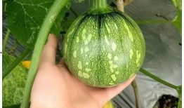 贵州话吃瓜,“辣嘴吃瓜，揭秘贵州话里的麻辣鲜香”