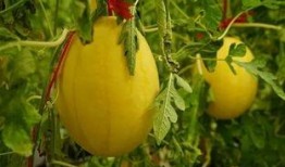 黄晶瓜怎么吃,解锁美味新体验