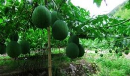 野生吊瓜可以吃吗,天然美食还是未知风险？