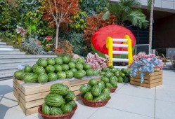 种吃瓜,探寻夏日吃瓜的乐趣与智慧