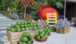 种吃瓜,探寻夏日吃瓜的乐趣与智慧