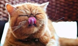 猫吃角瓜上海,上海角瓜的独特魅力