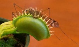 带你吃瓜宿舍植物,带你领略“吃瓜”植物的独特魅力