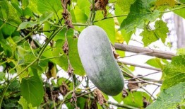 吃瓜门牙松了,揭秘牙齿松动背后的真相