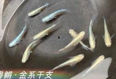 青鳉吃瓜,瓜果飘香中的生态美味之旅