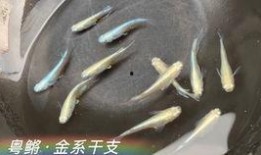 青鳉吃瓜,瓜果飘香中的生态美味之旅