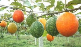 野生吊瓜可以吃吗,天然美食还是未知风险？