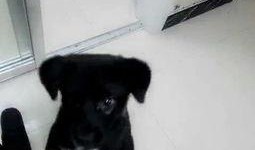 狗狗可以吃花蜜瓜