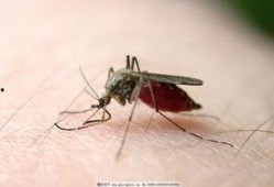 蚊子吃瓜视频大全,夏日趣味瞬间集锦