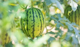 成都吃瓜哪家好,揭秘成都吃瓜哪家强