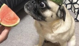 吃瓜大白表情包,趣味横生的网络文化现象