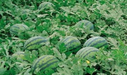 诡异植物吃瓜图片