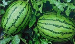 最近网上吃瓜,揭秘近期热门“吃瓜”事件背后的真相