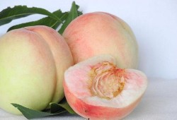 蜜桃小粒吃瓜,揭秘娱乐圈那些不为人知的幕后故事