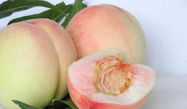 蜜桃小粒吃瓜,揭秘娱乐圈那些不为人知的幕后故事