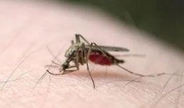 蚊子吃瓜视频大全,夏日趣味瞬间集锦