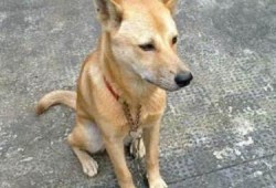 土狗吃白瓜好吗,土狗食用白瓜的适宜性与营养分析