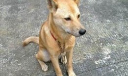 土狗吃白瓜好吗,土狗食用白瓜的适宜性与营养分析