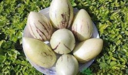 吃茄瓜功效,营养丰富的健康佳品，养生保健的天然良药