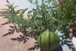 开学吃瓜,校园瓜田里的那些事儿