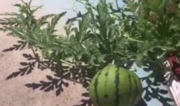 开学吃瓜,校园瓜田里的那些事儿