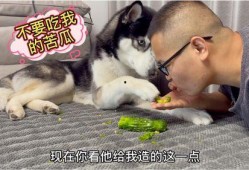 凉瓜能给狗吃吗怎么吃,如何安全地给狗狗食用凉瓜