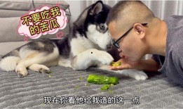 凉瓜能给狗吃吗怎么吃,如何安全地给狗狗食用凉瓜