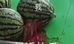 全年吃瓜状态,一年四季的瓜味人生