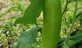 唯美吃瓜的图片,一场视觉盛宴的瓜图之旅