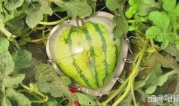 吃十个亿瓜,揭秘吃十个亿瓜的惊人故事