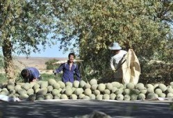 最新大漠瓜客吃瓜视频,揭秘瓜界风云，笑料百出！