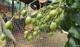 梦到树上摘瓜吃瓜果,树上摘瓜，瓜果飘香之谜